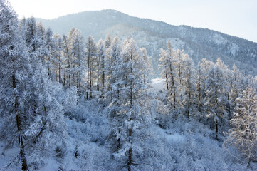The Landscape wood after snow.Tree and bushes in snow