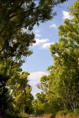 trees in the forest
