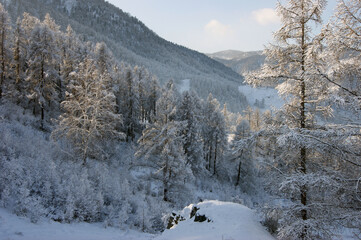 Wild primitive nature winter wood in siberia
