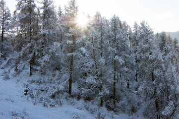 The Landscape wood after snow.Tree and bushes in snow