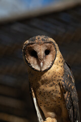 A Tasmanian Masked Owl (Tyto novaehollandiae castanops). 