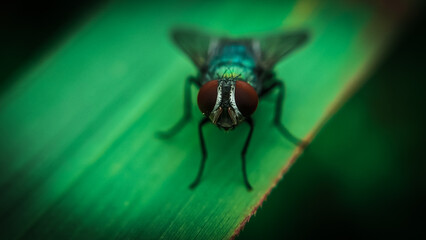 fly on leaf
