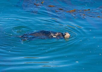 Fototapeta premium Sea Otter Swimming in Coastal Waters