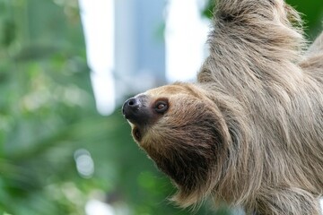 木にぶら下がったままじっと動かないナマケモノ