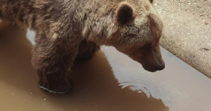 Eurasian Brown Bear in captivity