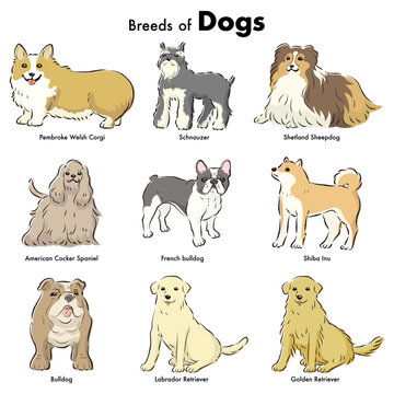 「犬種類大型」の写真素材 | 26件の無料イラスト画像 | Adobe Stock