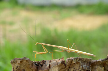 Chinese mantis is on a tree branch and posing for the camera