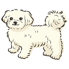 シンプルでかわいいマルチーズ　手描き線画ベクターイラスト