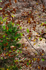 autumn leaves in the forest