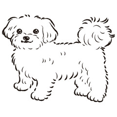 シンプルでかわいいマルチーズ　手描き線画ベクターイラスト