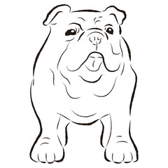 シンプルでかわいいブルドッグ　手描き線画ベクターイラスト