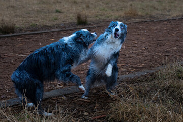  2022-12-13 TWO AUSTRALIAN SHEPARDS PLAYING WITH ONE HAVING A SUPRISED LOOK ON ITS FACE