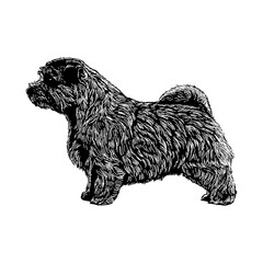 Norfolk Terrier hand drawing vector illustration isolated on background.