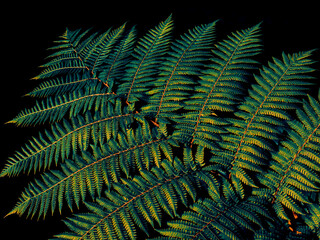 closeup of tropical fern leaf and dark background