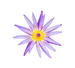 purple lotus flower on white