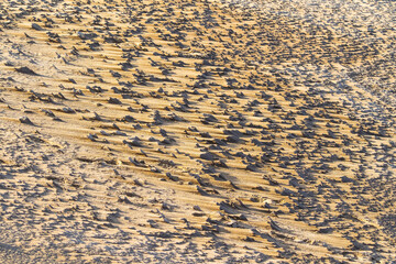 冬の鳥取砂丘とその紋様 鳥取県 鳥取砂丘