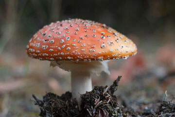 Close up of one red fly agaric autumn mushroom
