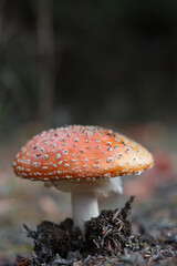 Close up of young fly agaric mushroom in autumn