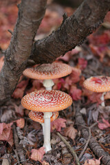 Red fly agaric mushrooms surrounded by autumn maple leaves