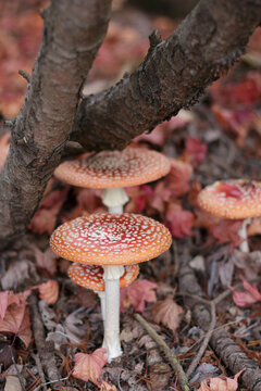 Fly agaric mushrooms surrounded by maple leaves