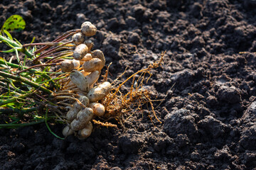 Fresh peanuts plants with roots