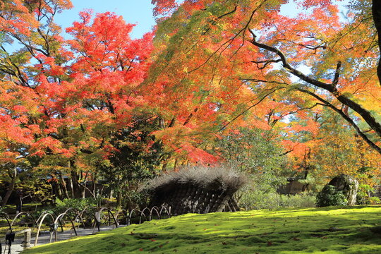 宝厳院(京都)
Hogo-in,Kyoto,Japan