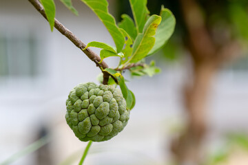 Different types of plants for the study of plant structure in the laboratory.