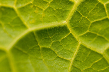 Different types of plants for the study of plant structure in the laboratory.