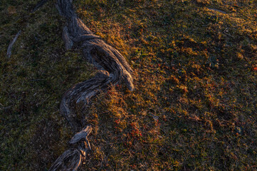 太陽光の陰影に浮かび上がる地面の上に現れた木の根。