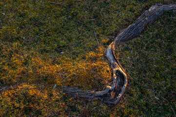 太陽光の陰影に浮かび上がる地面の上に現れた木の根。