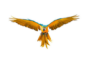 Obraz premium Colorful flying parrot isolated on transparent background.