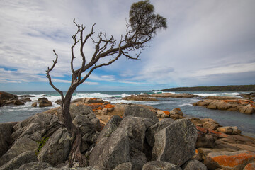 Fototapeta na wymiar Colourful rocks at the Bay of Fires, Tasmania.