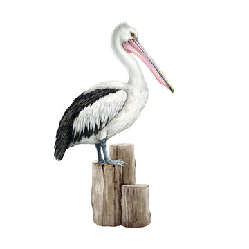 Pelican bird on a wooden bollard. Watercolor illustration. Hand drawn wildlife waterfowl avian. Australia native bird side view. Beautiful realistic pelican illustration element. White background