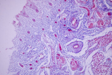 Developing of nail, human embryo under the microscope in Lab.