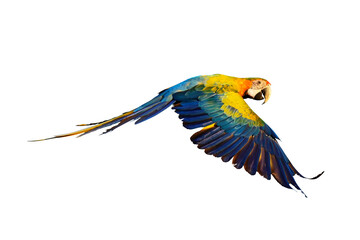 Colorful flying parrot isolated on transparent background.