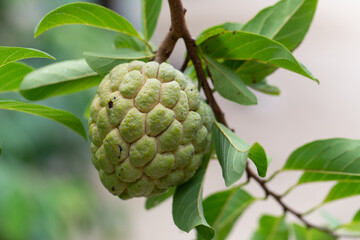 Different types of plants for the study of plant structure in the laboratory.