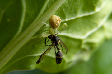 Close-up of a Thomisidae sp. spider with prey.