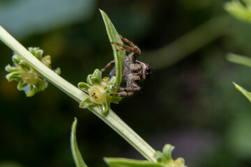 Close-up of a Salicidae sp. spider on a tiny leaf.