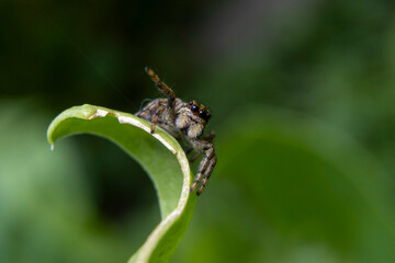 Close-up of a Salticidae sp. spider on a leaf.