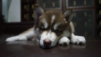 Puppy Husky