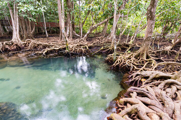 Tropical trees roots in swamp forest and crystal clear water stream canal at Tha Pom Klong Song Nam mangrove wetland Krabi Thailand Beautiful nature view.