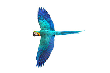 Colorful flying parrot isolated on transparent background.
