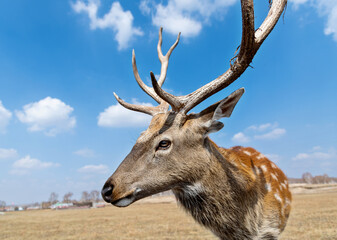 Sika deer on the grassland in autumn