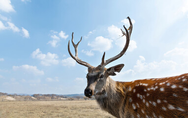 Sika deer on the grassland in autumn