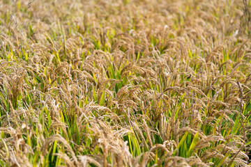 Golden rice field in autumn