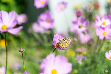 Butterfly flying on cosmos flower