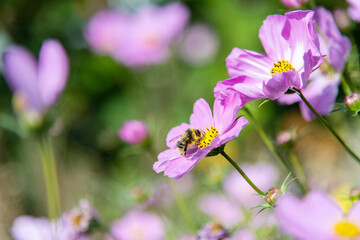 Honey bee collecting pollen on cosmos flower