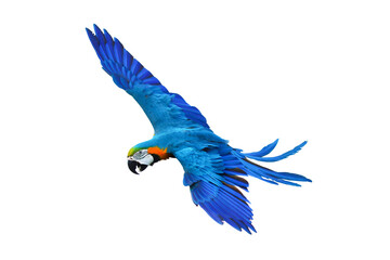 Colorful flying parrot isolated on transparent background.