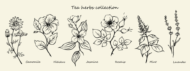 Outline drawings of tea herbs mint, camomile, rosehip, hibiskus, jasmine, lavender. © Anastasiia