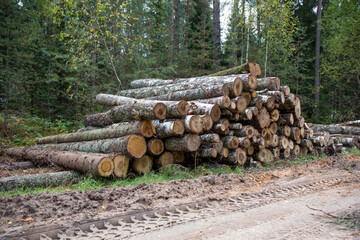 Forest birches, pines and spruces. Piles of logs, logging of the woodworking.